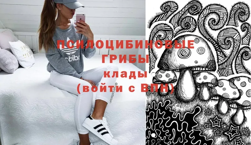 Псилоцибиновые грибы Psilocybine cubensis  Ачинск 